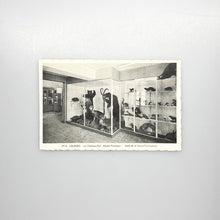 Load image into Gallery viewer, Postal 3416 Lourdes, Le Chateau-Fort Musée Pyrénéen, Salle de la Faune Pyrénéenne
