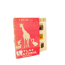 画像をギャラリービューアに読み込む, Atlas de Anatomia Animal, V. Muedra, S.J.
