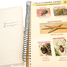 画像をギャラリービューアに読み込む, Atlas de Anatomia Animal, V. Muedra, S.J.
