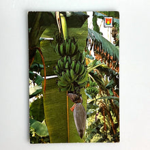 Charger l'image dans la galerie, 3491, Elche, Bananas
