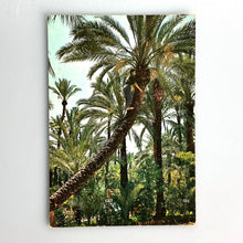Load image into Gallery viewer, 12 Elche, Huero del Cura, Camping Palmeral
