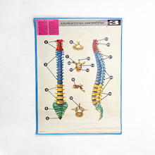 Load image into Gallery viewer, Lámina Jover Columna Vertebral Nº 3
