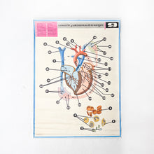 Load image into Gallery viewer, Lámina Jover Corazón y Elementos de la Sangre.  Nº 9
