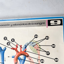 Load image into Gallery viewer, Lámina Jover Corazón y Elementos de la Sangre.  Nº 9
