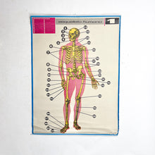 Load image into Gallery viewer, Lámina Jover Esqueleto Humano Nº 1
