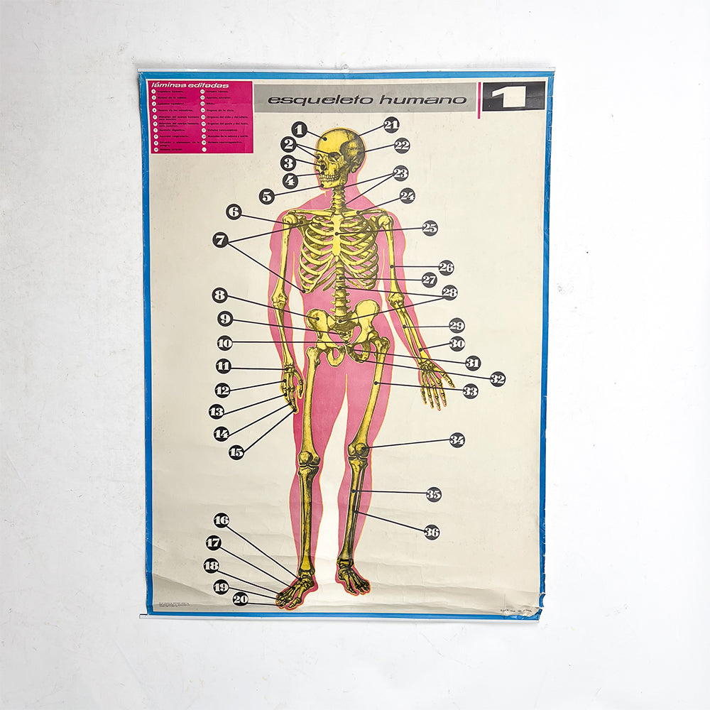 Lámina Jover Esqueleto Humano Nº 1