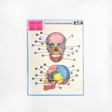 Load image into Gallery viewer, Lámina Jover Huesos de la cabeza Nº 2
