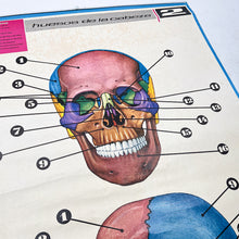 Load image into Gallery viewer, Lámina Jover Huesos de la cabeza Nº 2

