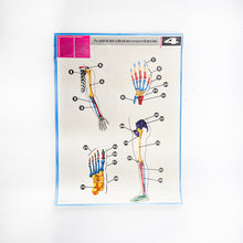 Load image into Gallery viewer, Lámina Jover Huesos de los miembros Nº 4
