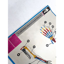 Load image into Gallery viewer, Lámina Jover Huesos de los miembros Nº 4
