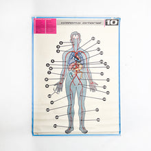 Load image into Gallery viewer, Lámina Jover Sistema Arterial Nº 10

