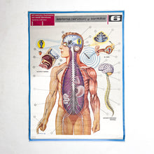 Load image into Gallery viewer, Lámina Jover Sistema Nervioso y Sentidos Nº 6
