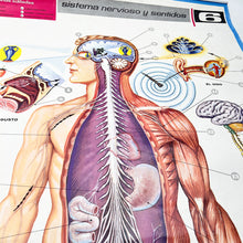 Load image into Gallery viewer, Lámina Jover Sistema Nervioso y Sentidos Nº 6
