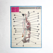 Load image into Gallery viewer, Lámina Jover Sistema Neurovegetativo Nº 19
