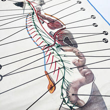 Load image into Gallery viewer, Lámina Jover Sistema Neurovegetativo Nº 19
