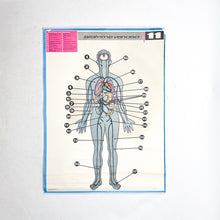 Load image into Gallery viewer, Lámina Jover Sistema Venoso Nº 11
