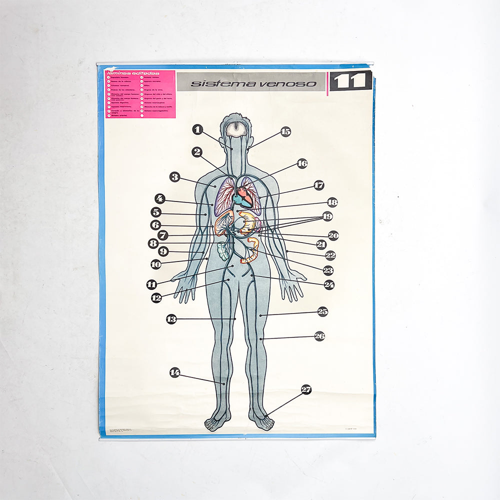 Lámina Jover Sistema Venoso Nº 11