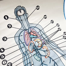 Load image into Gallery viewer, Lámina Jover Sistema Venoso Nº 11
